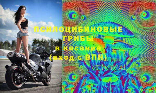 прущие грибы Горно-Алтайск