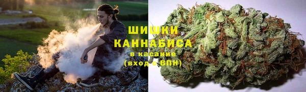 прущие грибы Горно-Алтайск